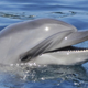 Image for article titled New Brain Scans Show How Dolphins Use Sound to See